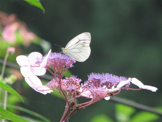 瓦屋山记游  棠外人写意