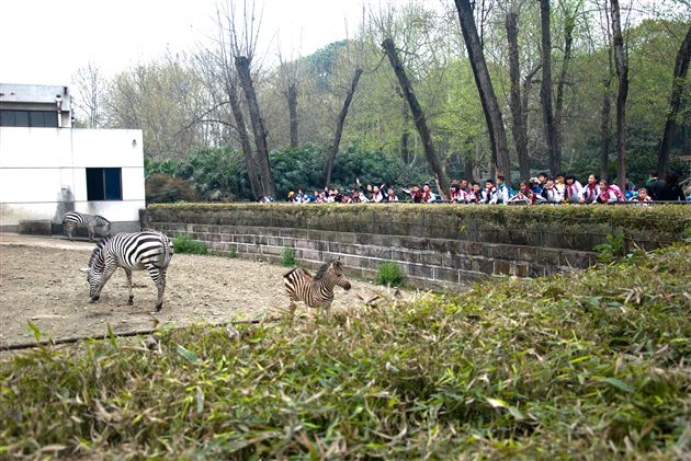 亲近自然，快乐成长——记棠外附小2017、2018届春季社会实践活动