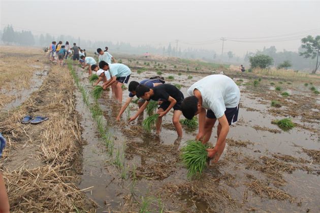 棠外附小2012届男足班开展种植水稻的社会实践活动