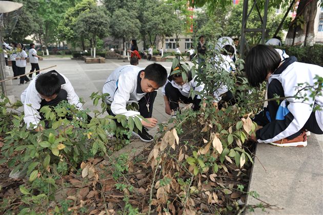 爱护花草树木，我们在行动——记棠外“用我之手绿我棠外——除草大行动”活动