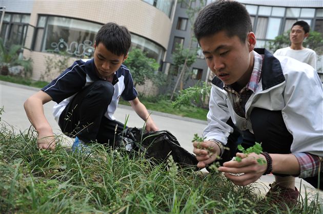 爱护花草树木，我们在行动——记棠外“用我之手绿我棠外——除草大行动”活动