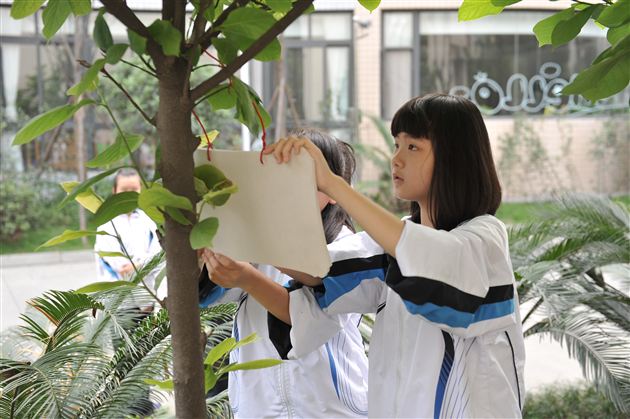 绿色妆点世界 行动美化校园——记棠外初2012级学生“校园植物游”活动