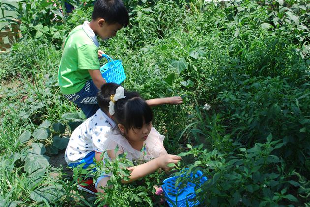 棠外实验幼稚园种植园售卖活动