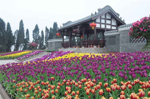 乡村徒步 踏青赏花——记棠外国际班2月社会实践活动