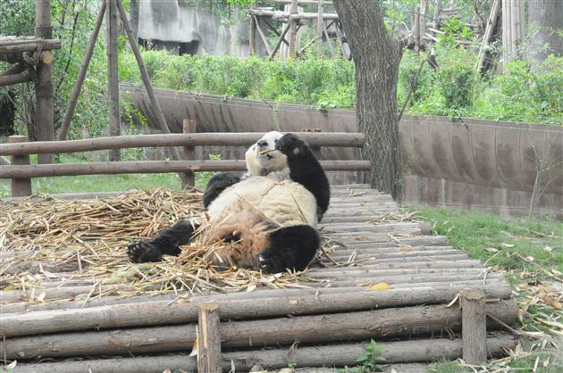 棠外国际班4月社会实践活动之科学探秘成都熊猫基地