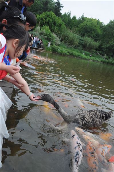 棠外国际班4月社会实践活动之科学探秘成都熊猫基地