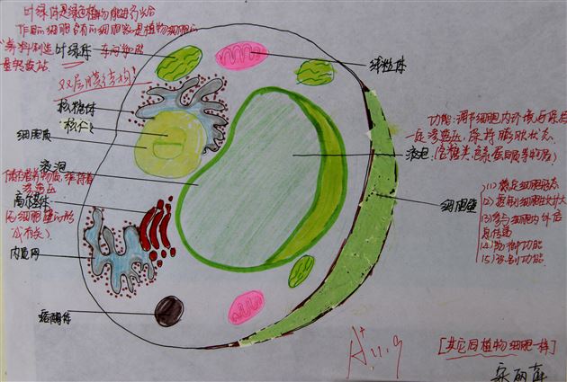 巧动手，知识才能过手——棠外高2014级生物细胞模型制作展示