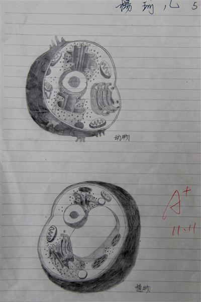 巧动手，知识才能过手——棠外高2014级生物细胞模型制作展示