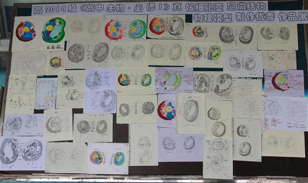 巧动手，知识才能过手——棠外高2014级生物细胞模型制作展示