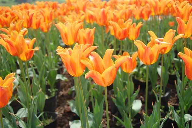 探寻春之迹，花舞人间游——记棠外附小二、三年级社会实践活动