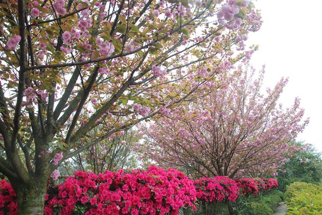 探寻春之迹，花舞人间游——记棠外附小二、三年级社会实践活动