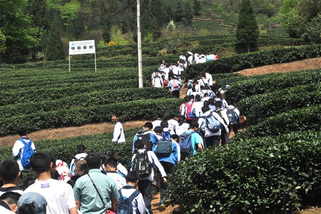 千秋蒙顶，茶香天下——记棠外初2013级师生蒙顶山中华茶文化体验之旅