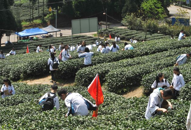 千秋蒙顶，茶香天下——记棠外初2013级师生蒙顶山中华茶文化体验之旅