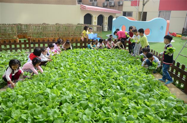 爱心传递，真情永驻——记棠外实验幼稚园蔬菜爱心义卖活动