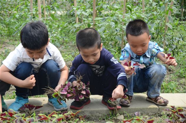 小农场丰收啦——记棠外实验幼稚园蔬菜爱心义卖活动
