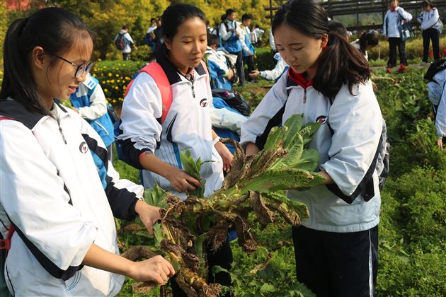 不忘初心跟党走 学业实践双一流——记棠外初2017级鑫桂源农业科技园社会实践活动