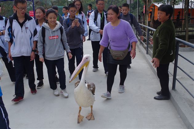 不忘初心跟党走 学业实践双一流——记棠外初2017级鑫桂源农业科技园社会实践活动