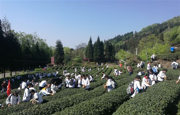 一片绿叶春风舞 千名学子采茶忙——记棠外初2016级师生蒙顶山中华茶文化研学之旅