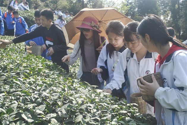 一片绿叶春风舞 千名学子采茶忙——记棠外初2016级师生蒙顶山中华茶文化研学之旅
