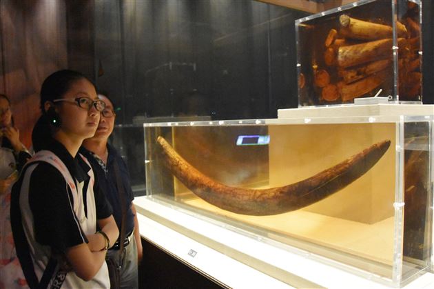 体悟蜀魂国魄对话金沙掌门——棠外高2017级师生金沙遗址“馆长开放日”研学报道