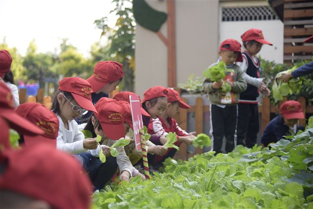 棠外实验幼儿园爱心小农场丰收啦