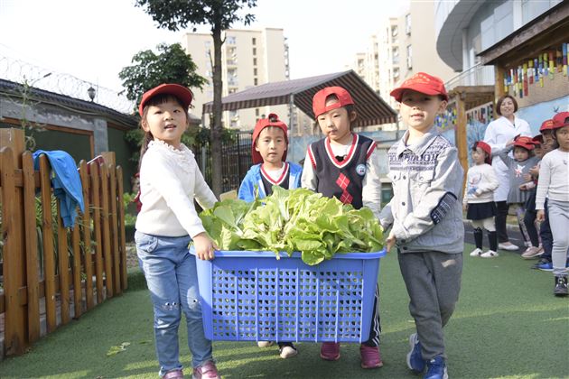 棠外实验幼儿园爱心小农场丰收啦