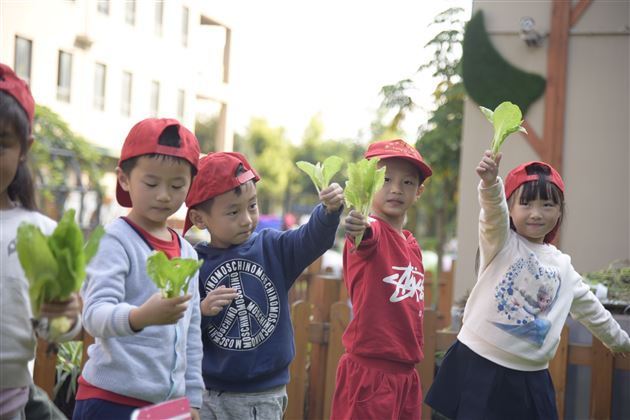 棠外实验幼儿园爱心小农场丰收啦
