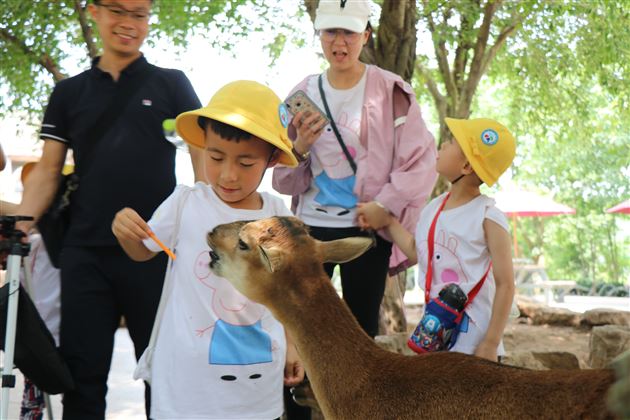 小脚走天下——我校实验幼儿园开展重庆品格研学活动