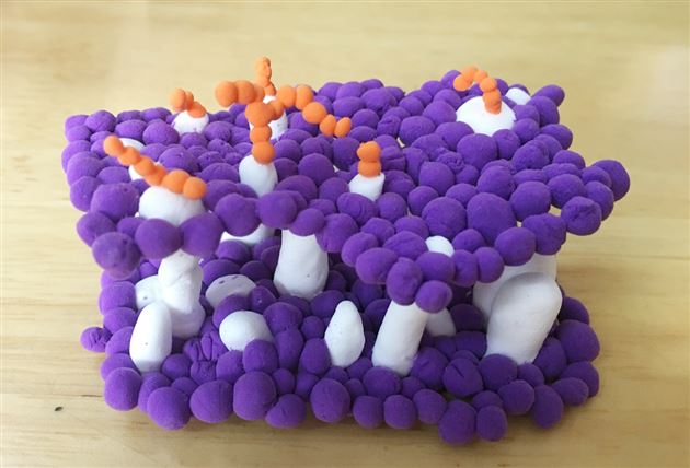 联合教研助力团队成长——我校举行初高中生物学科活动成果展