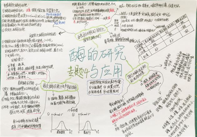 生物之美 思维之美——高2018级生物组思维导图展示活动