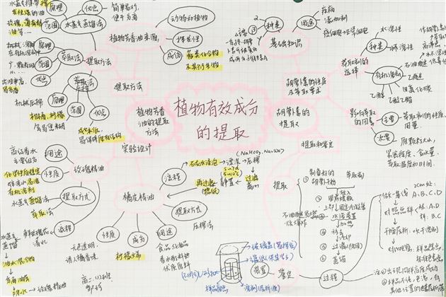 生物之美 思维之美——高2018级生物组思维导图展示活动