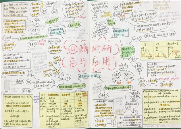 生物之美 思维之美——高2018级生物组思维导图展示活动