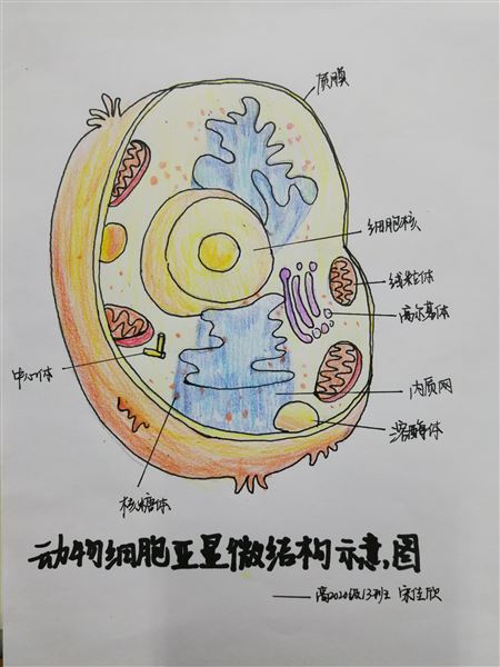 探寻神秘的微观世界——郭伟名师工作坊开展生物模型建构大赛