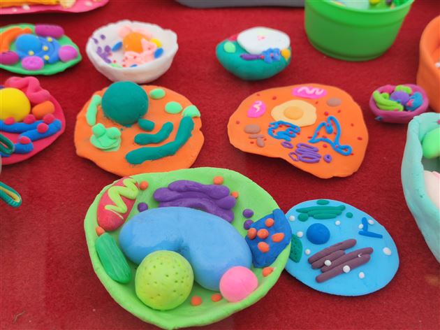 探寻神秘的微观世界——郭伟名师工作坊开展生物模型建构大赛