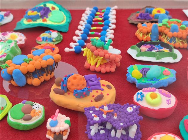 探寻神秘的微观世界——郭伟名师工作坊开展生物模型建构大赛