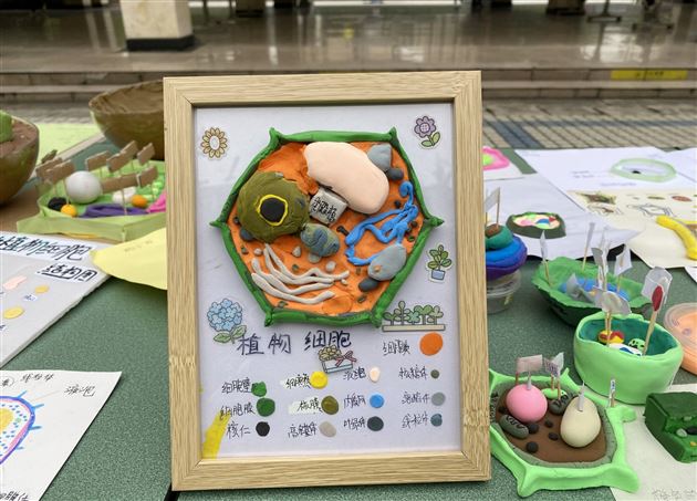 “造起来吧！”——初2021级成功举办生物手工模型展 