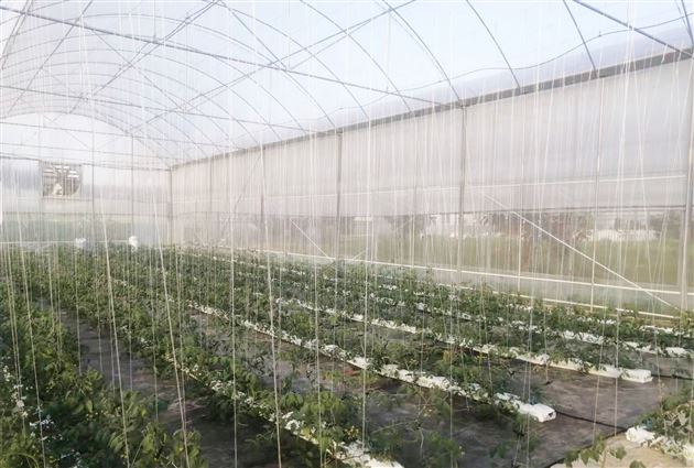 作物向上生长依附的绳子