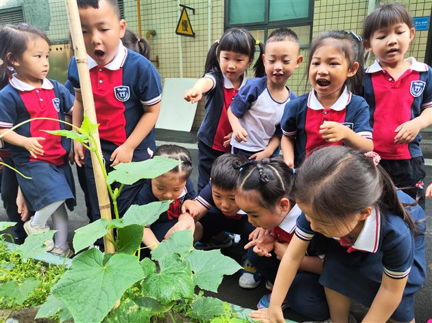 棠外实验幼儿园开展蔬菜义卖活动