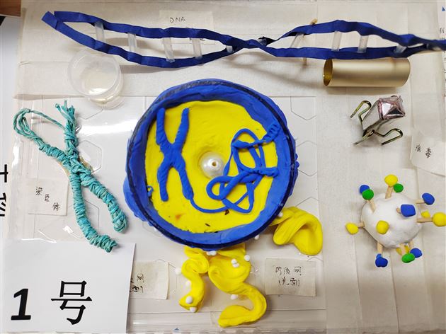 指尖上的生命之美——棠外初高中联合生物学模型创意评比活动