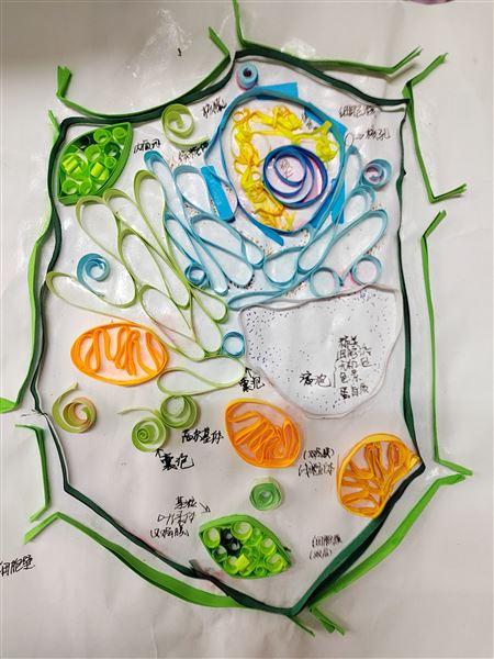 指尖上的生命之美——棠外初高中联合生物学模型创意评比活动