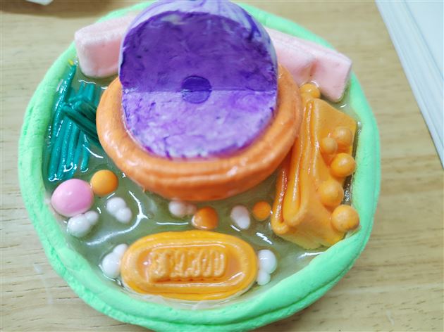 指尖上的生命之美——棠外初高中联合生物学模型创意评比活动