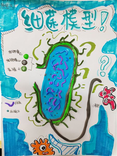 指尖上的生命之美——棠外初高中联合生物学模型创意评比活动