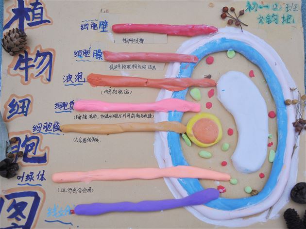 棠外初2022级开展“玩转细胞”模型制作大赛