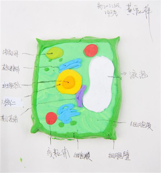 棠外初2022级开展“玩转细胞”模型制作大赛