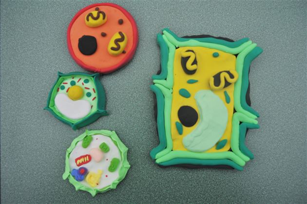 棠外初2022级开展“玩转细胞”模型制作大赛