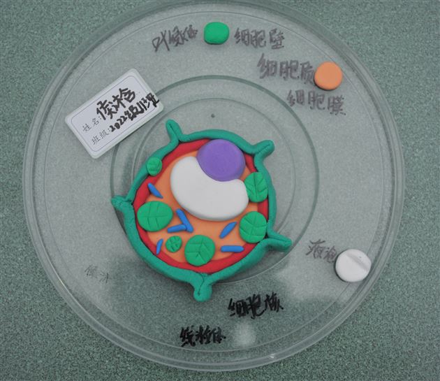 棠外初2022级开展“玩转细胞”模型制作大赛