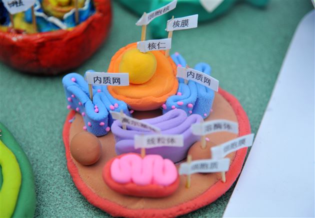 棠外初2022级开展“玩转细胞”模型制作大赛