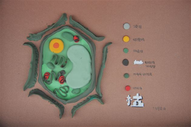 棠外初2022级开展“玩转细胞”模型制作大赛