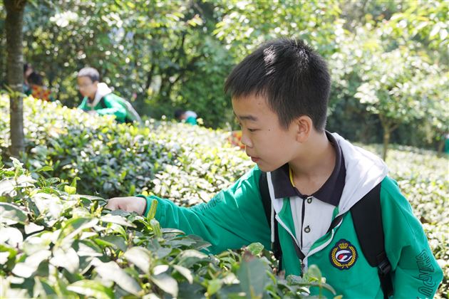 一起“趣”采茶——记棠外初2021级蒙顶山研学旅行活动