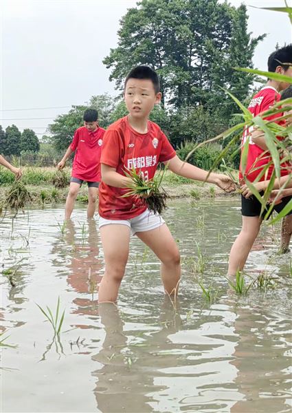 成都棠外空港青少年体育俱乐部举办田间插秧公益活动